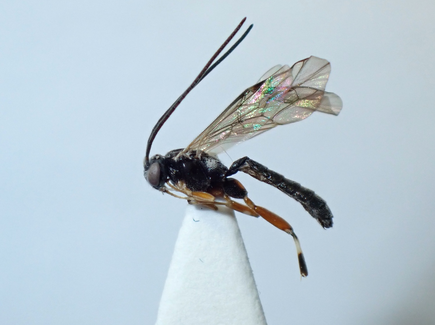 LIUW_26_414, Pimpla insignatoria