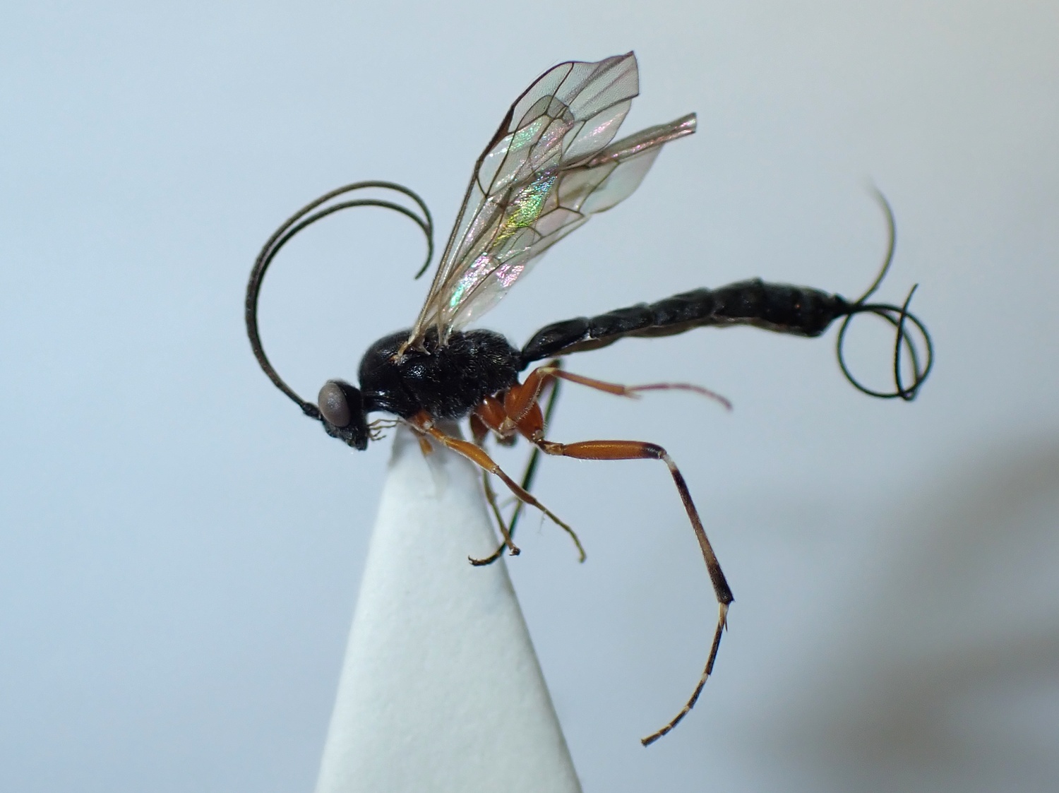 LIUW_26_415, Glypta sp.