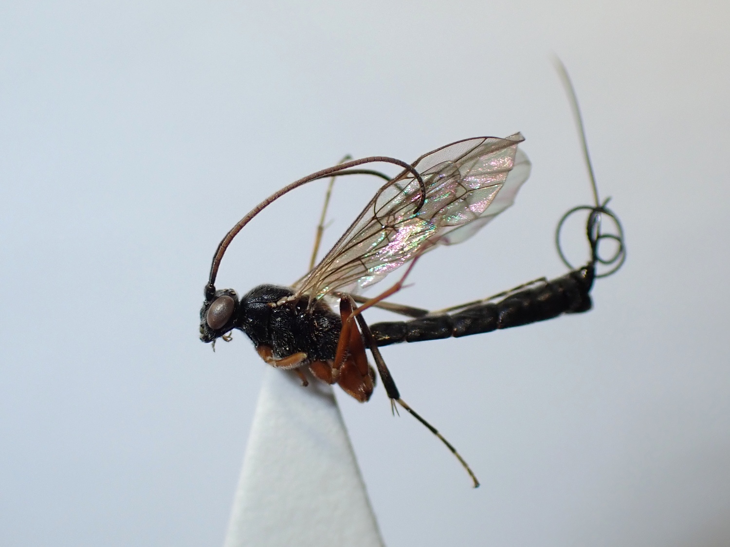 LIUW_26_416, Glypta sp.
