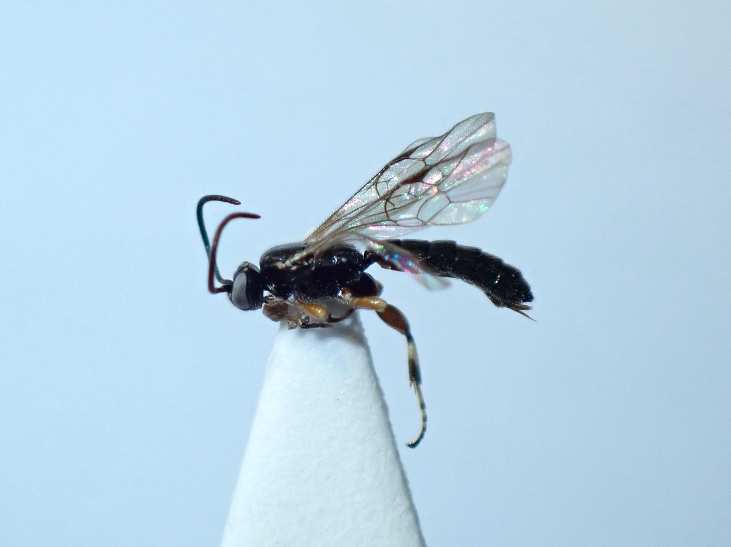 LIUW_26_417, Exochus tibialis