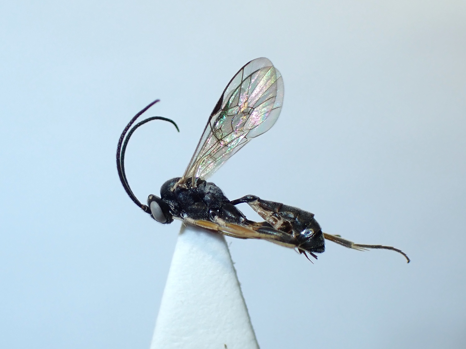 Phobocampe variabilis
