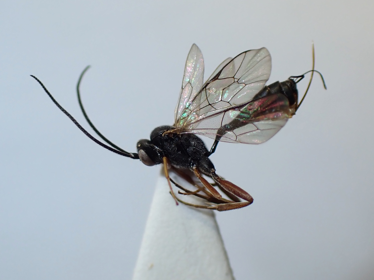 LIUW_26_419, Campoplex sp.