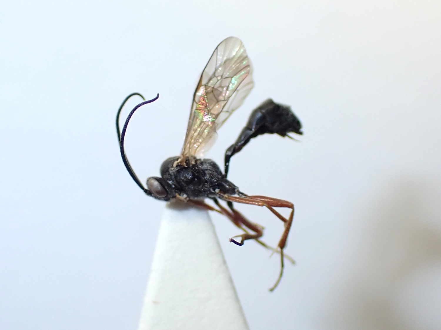Hyposoter placidus