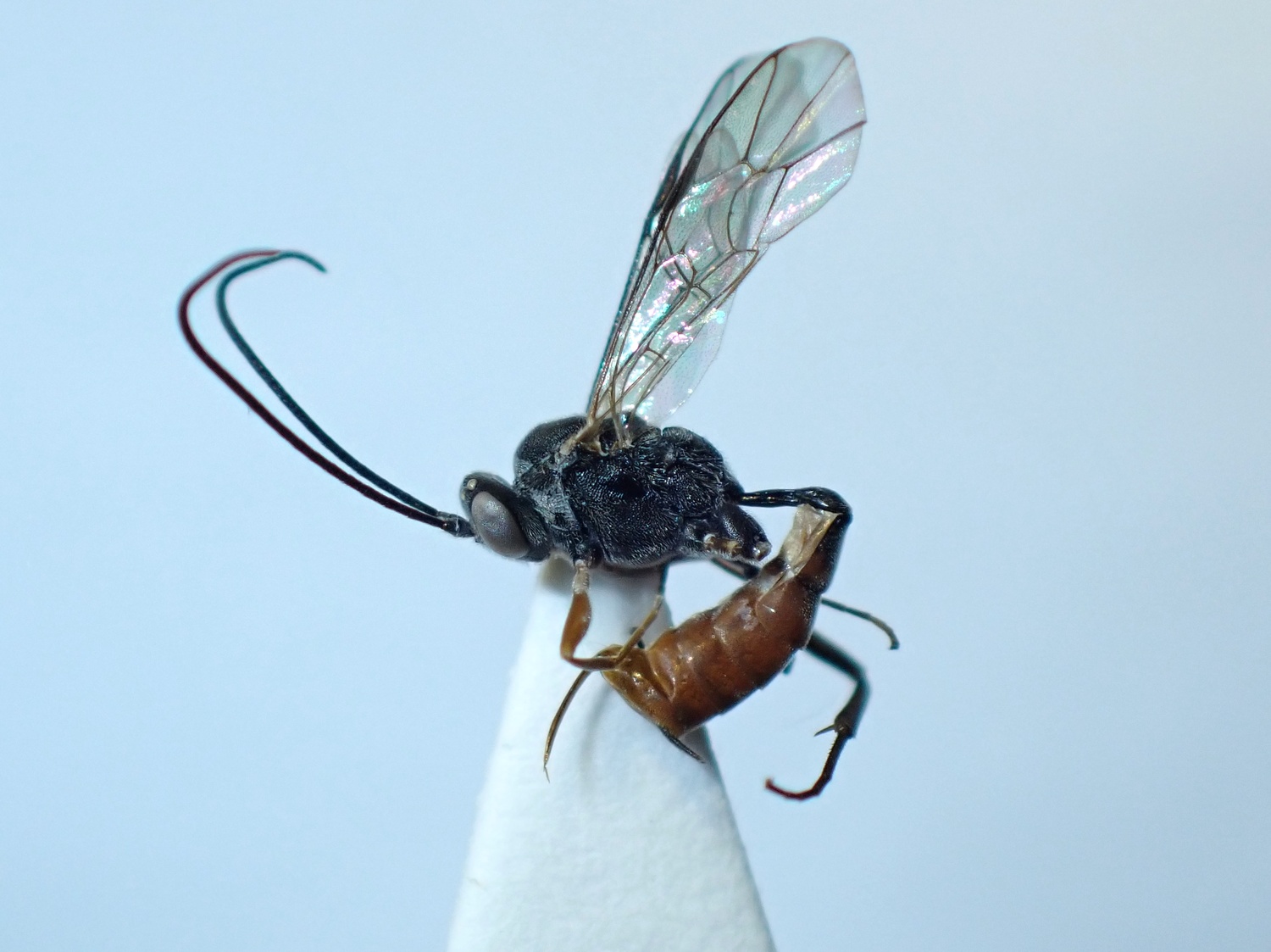 LIUW_26_421, Eriborus obscuripes