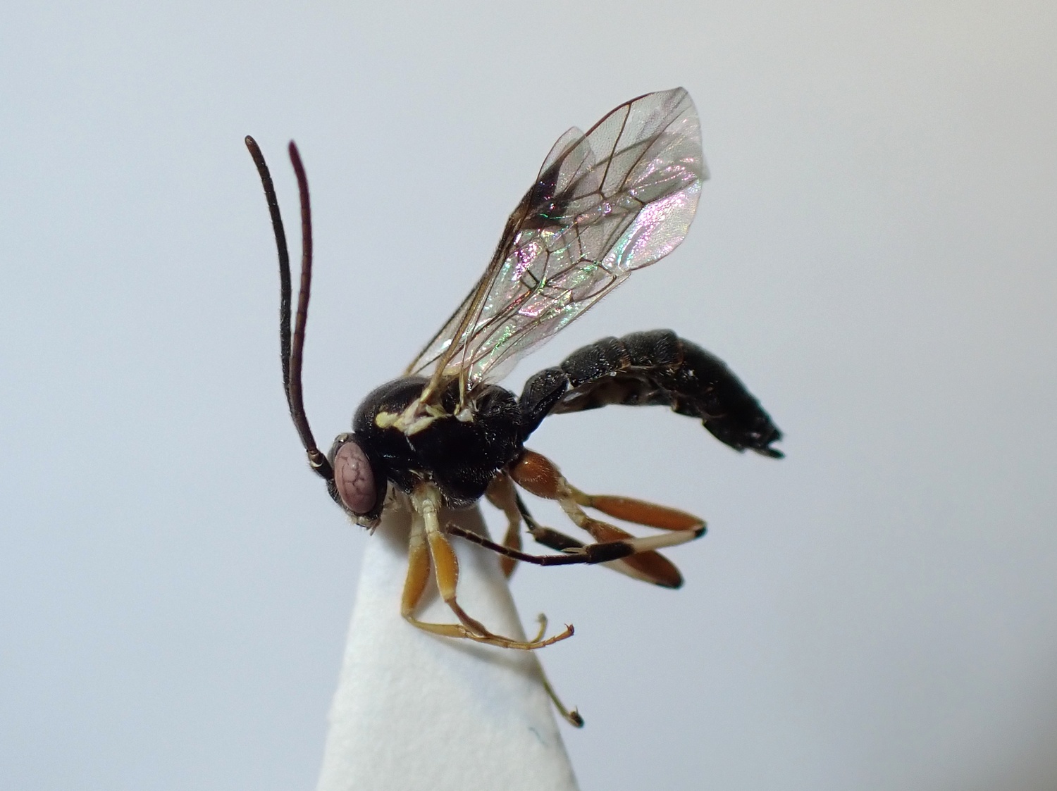 LIUW_26_422, Diplazon scutatorius