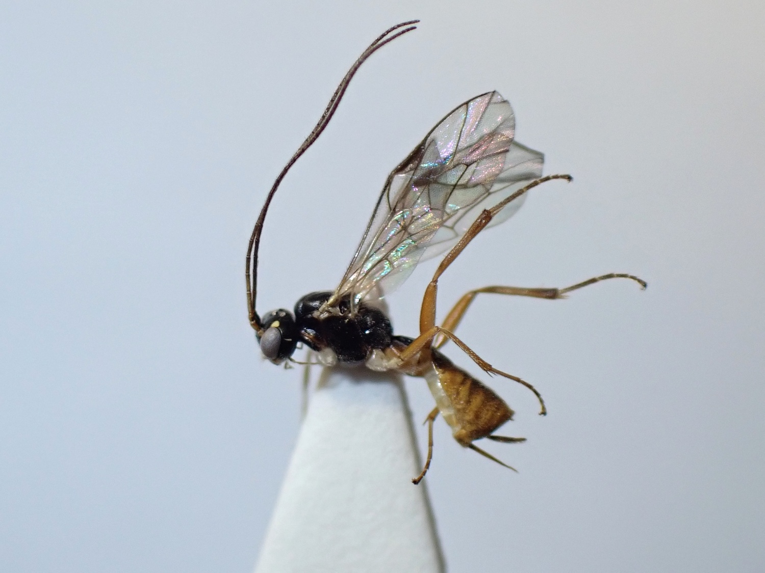 LIUW_26_423, Lathrolestes verticalis