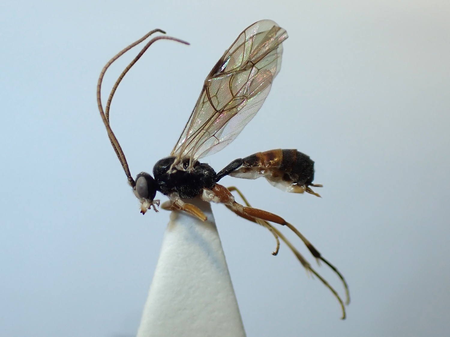 LIUW_26_424, Mesoleius armillatorius