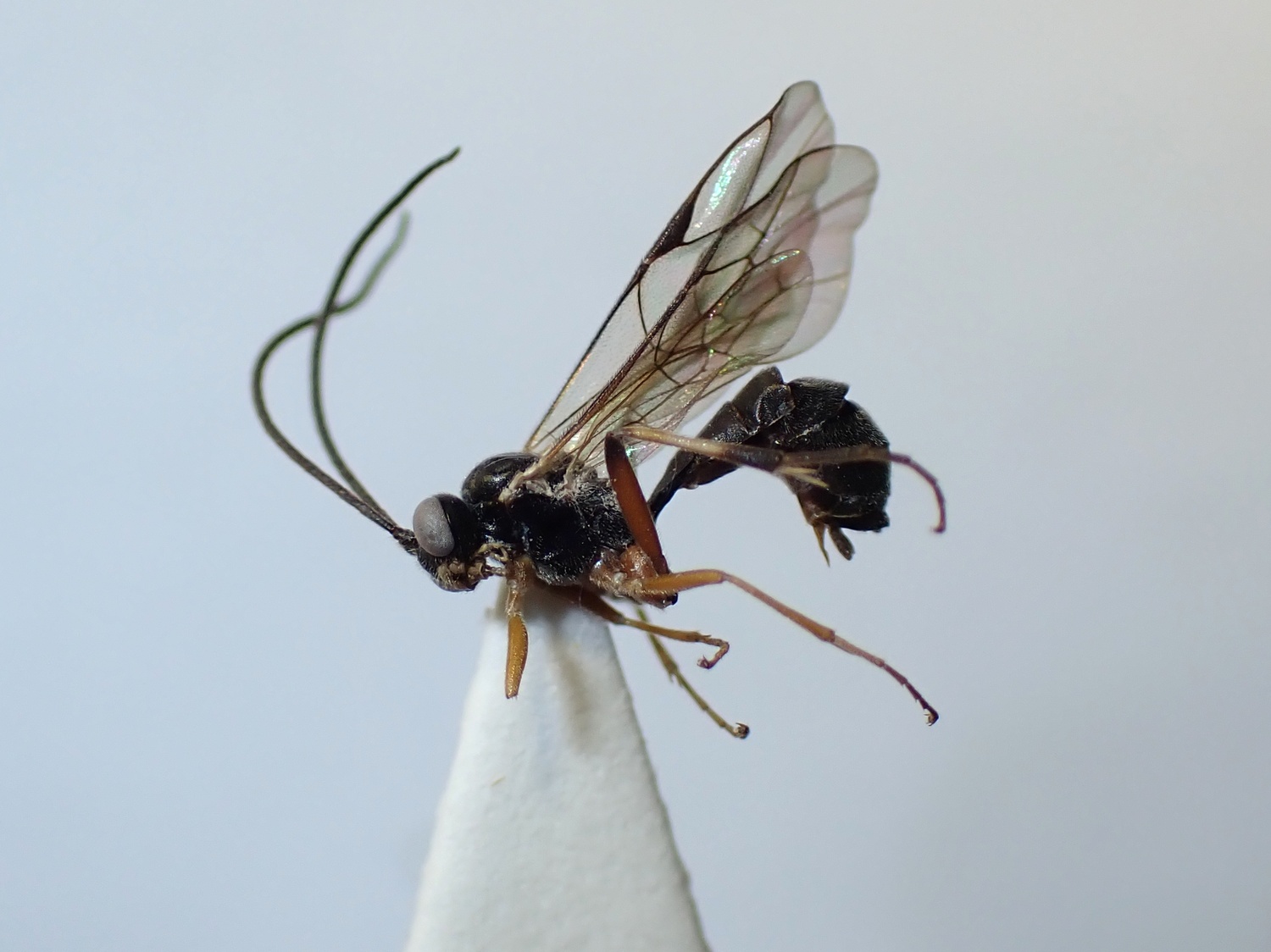 LIUW_26_425, Mesoleius dubius