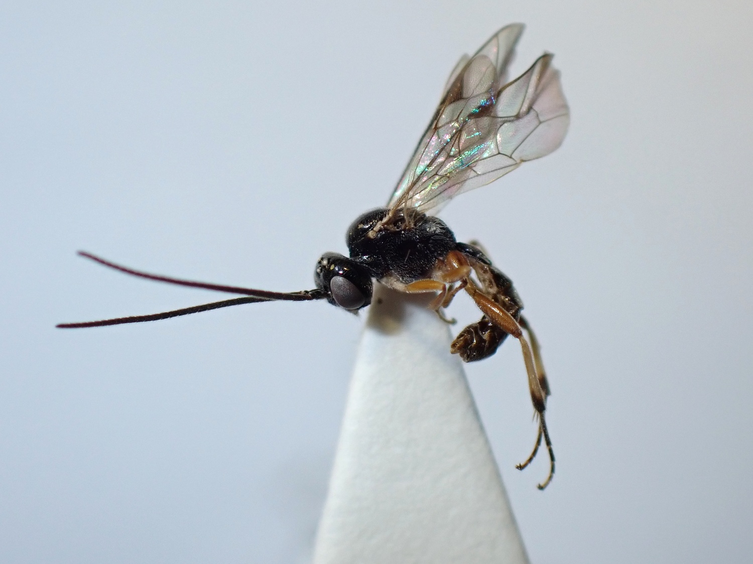 LIUW_26_428, Polyblastus sp.