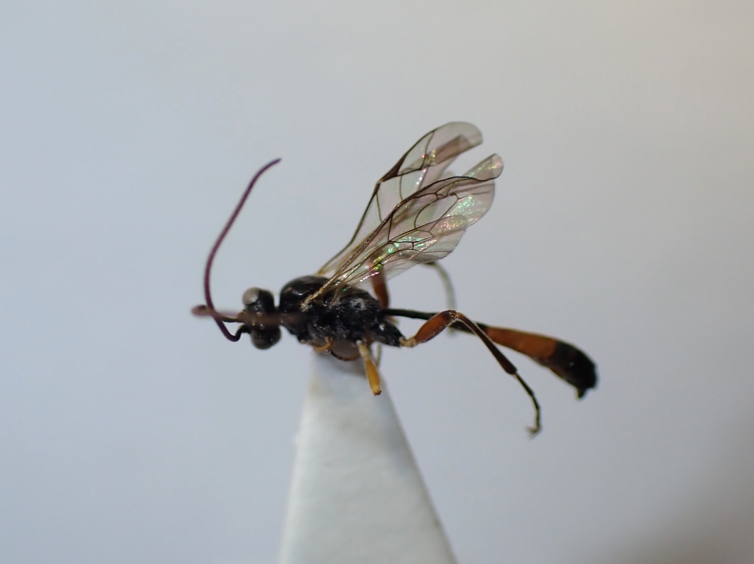 LIUW_26_429, Hadrodactylus sp.