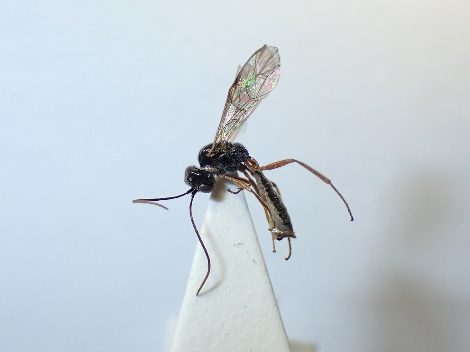 LIUW_26_430, Acrotomus succinctus