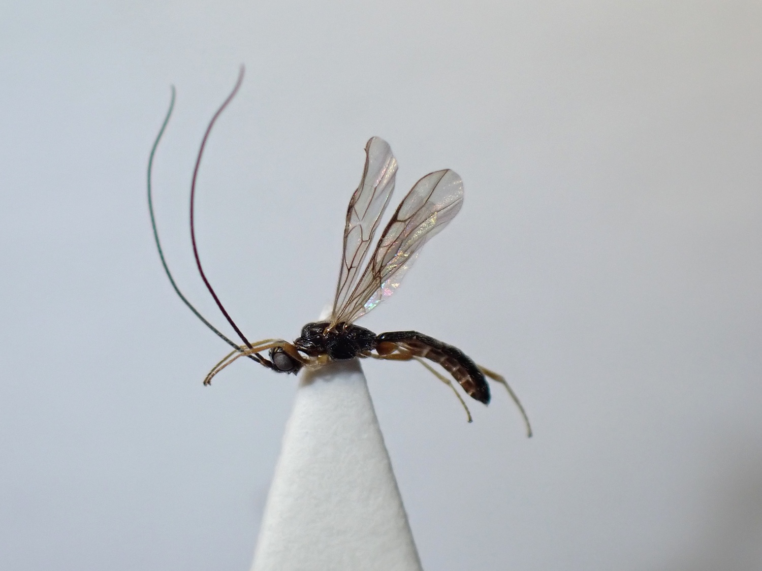 Hypodoryctes sp.
