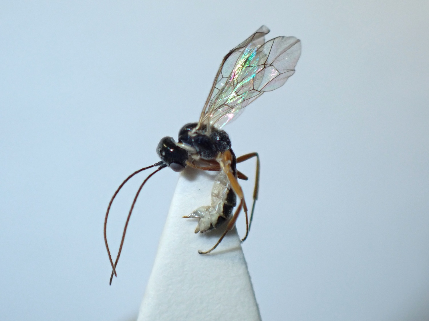 LIUW_26_432, Acrotomus succinctus