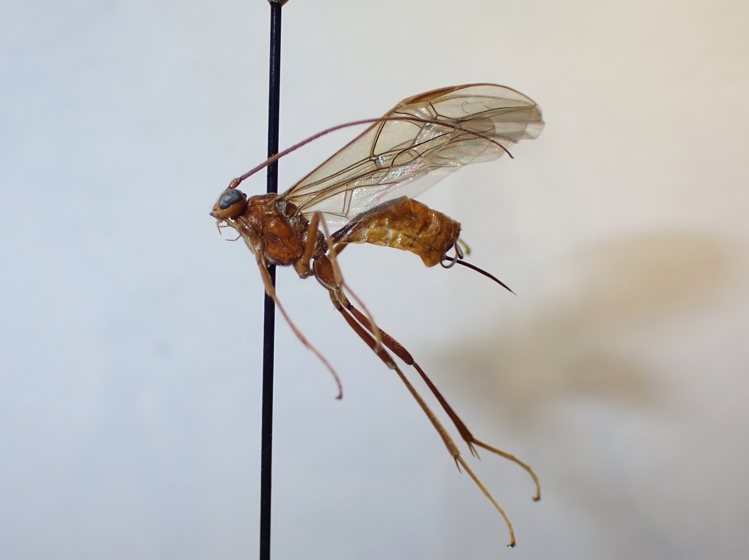 LIUW_26_433, Homolobus annulicornis