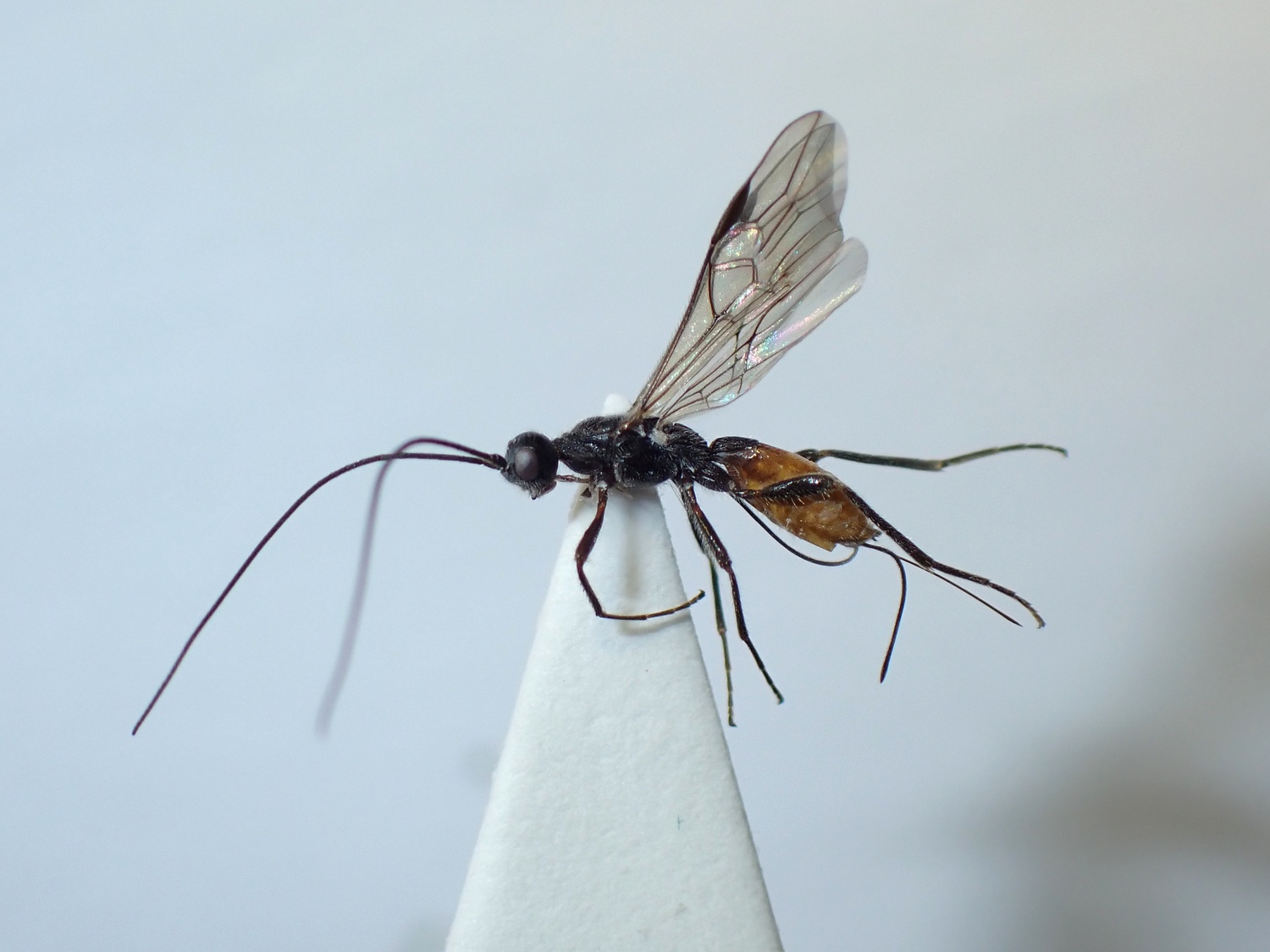 LIUW_26_434, Doryctes heydenii