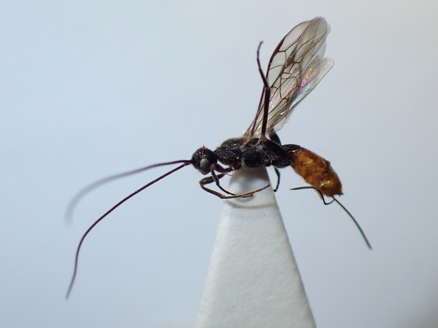 LIUW_26_435, Doryctes heydenii