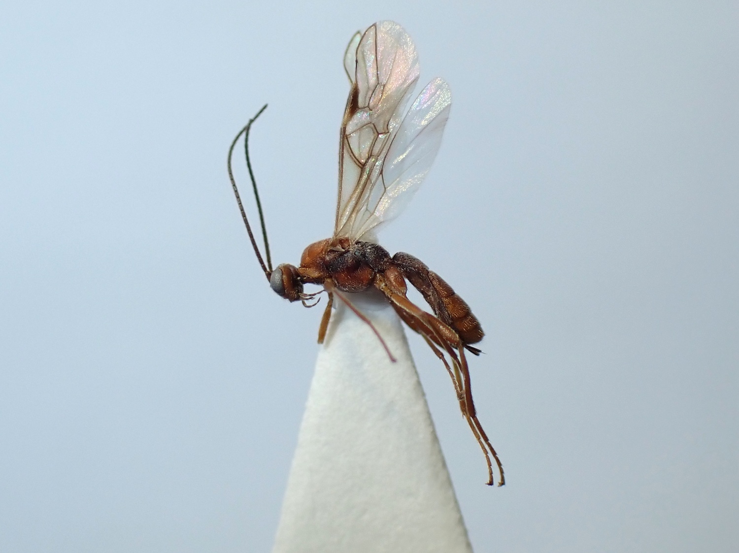 LIUW_26_436, Aleiodes sp.