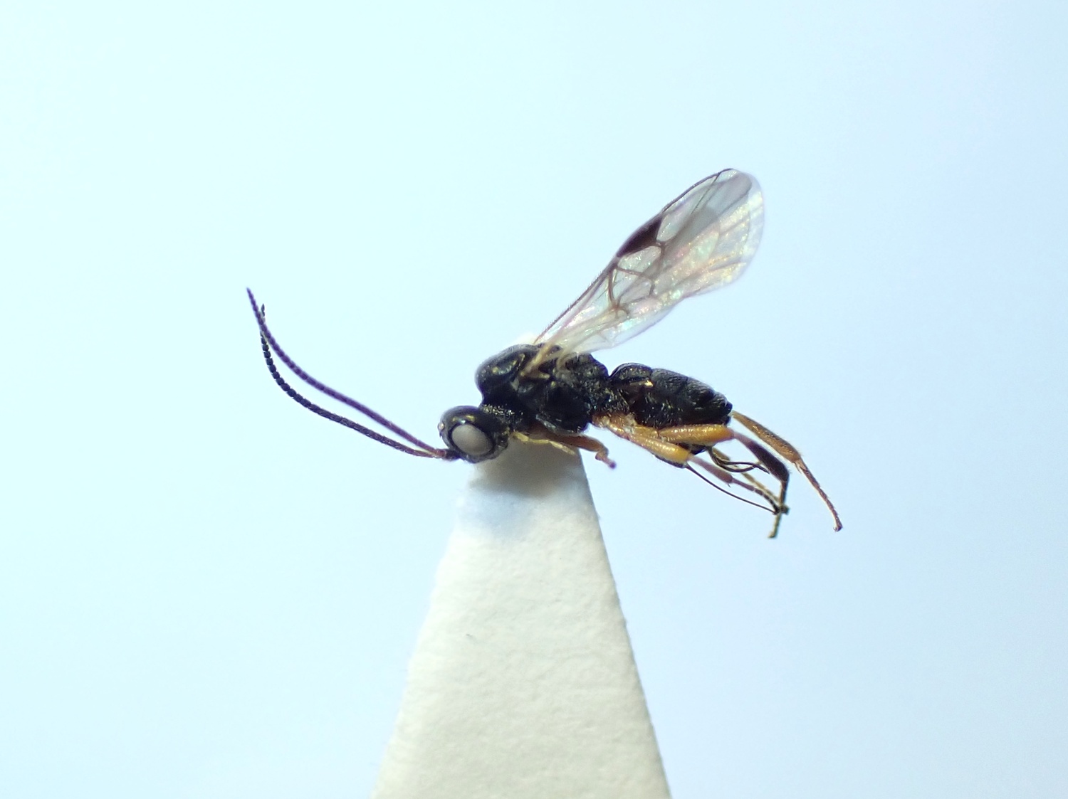 LIUW_26_437, Eubazus sp.