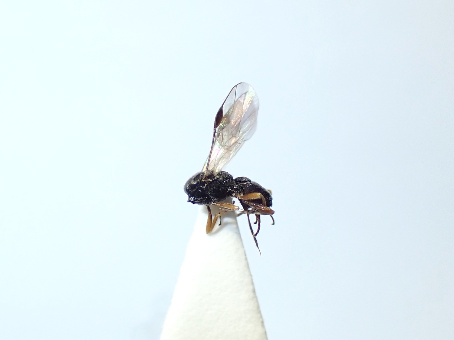 LIUW_26_438, Eubazus sp.