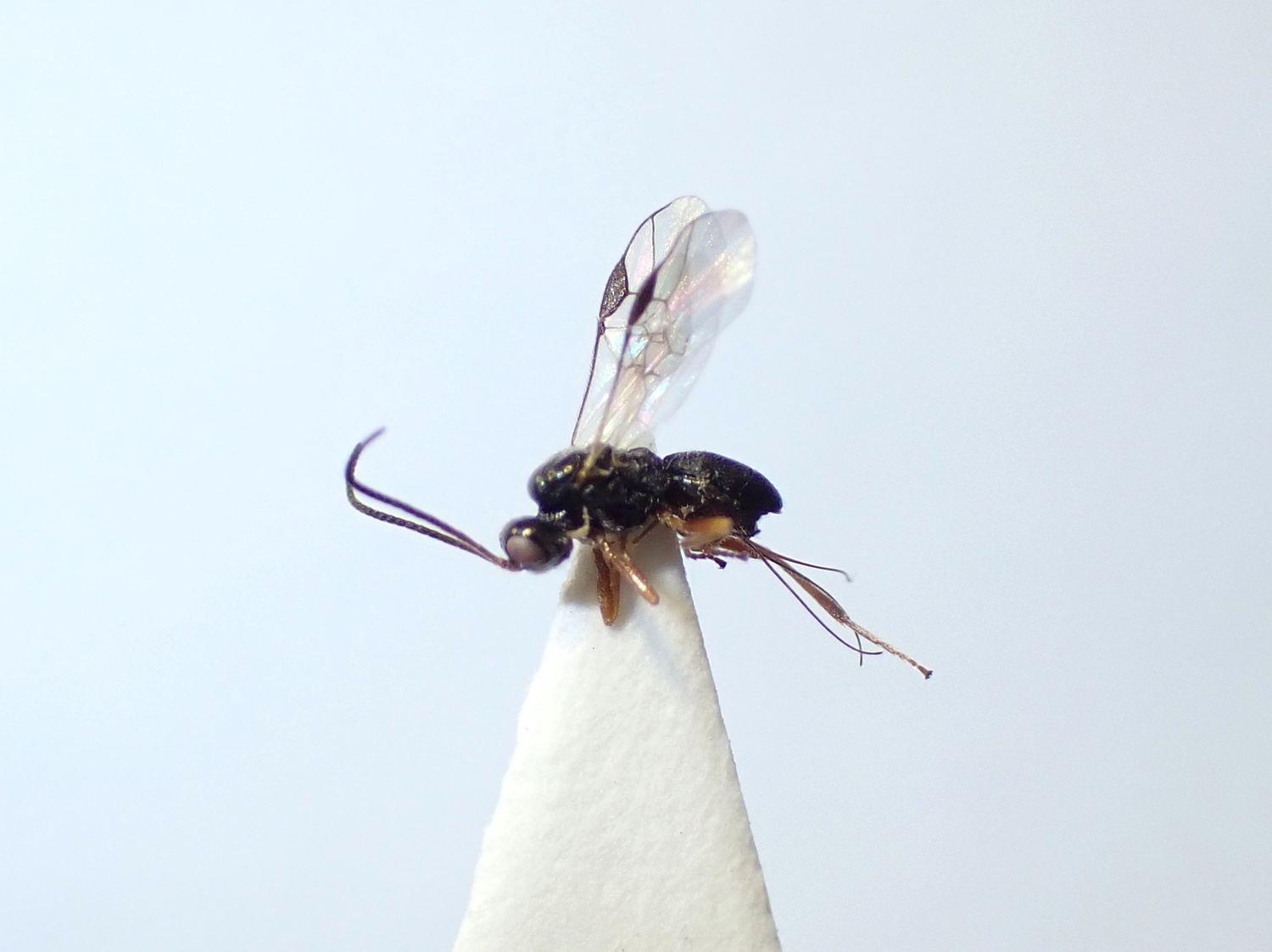LIUW_26_439, Triaspis sp.