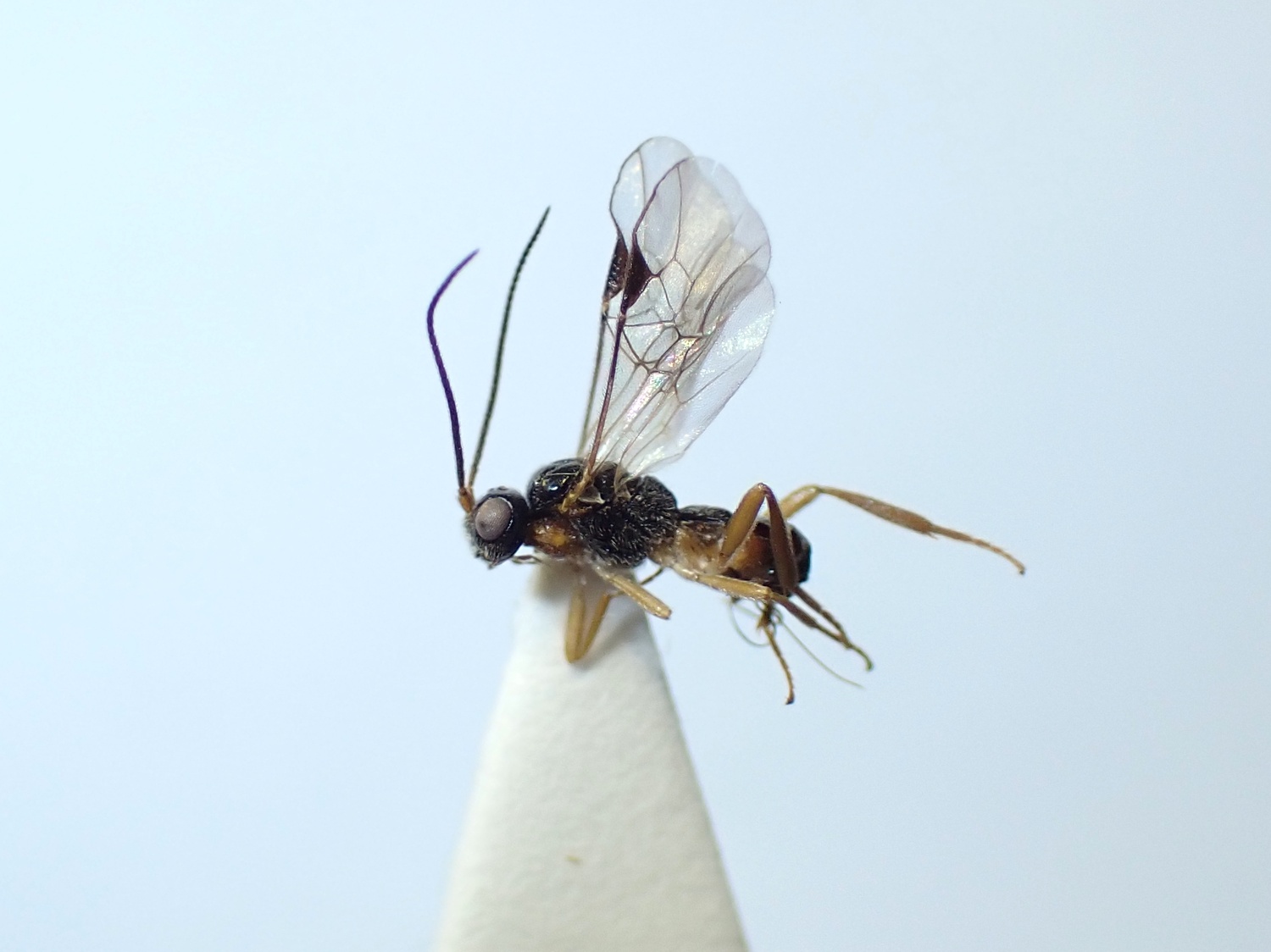 LIUW_26_440, Diospilus sp.