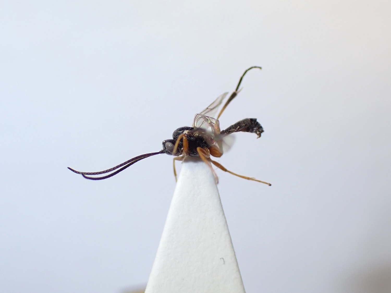 LIUW_26_441, Campodorus sp.