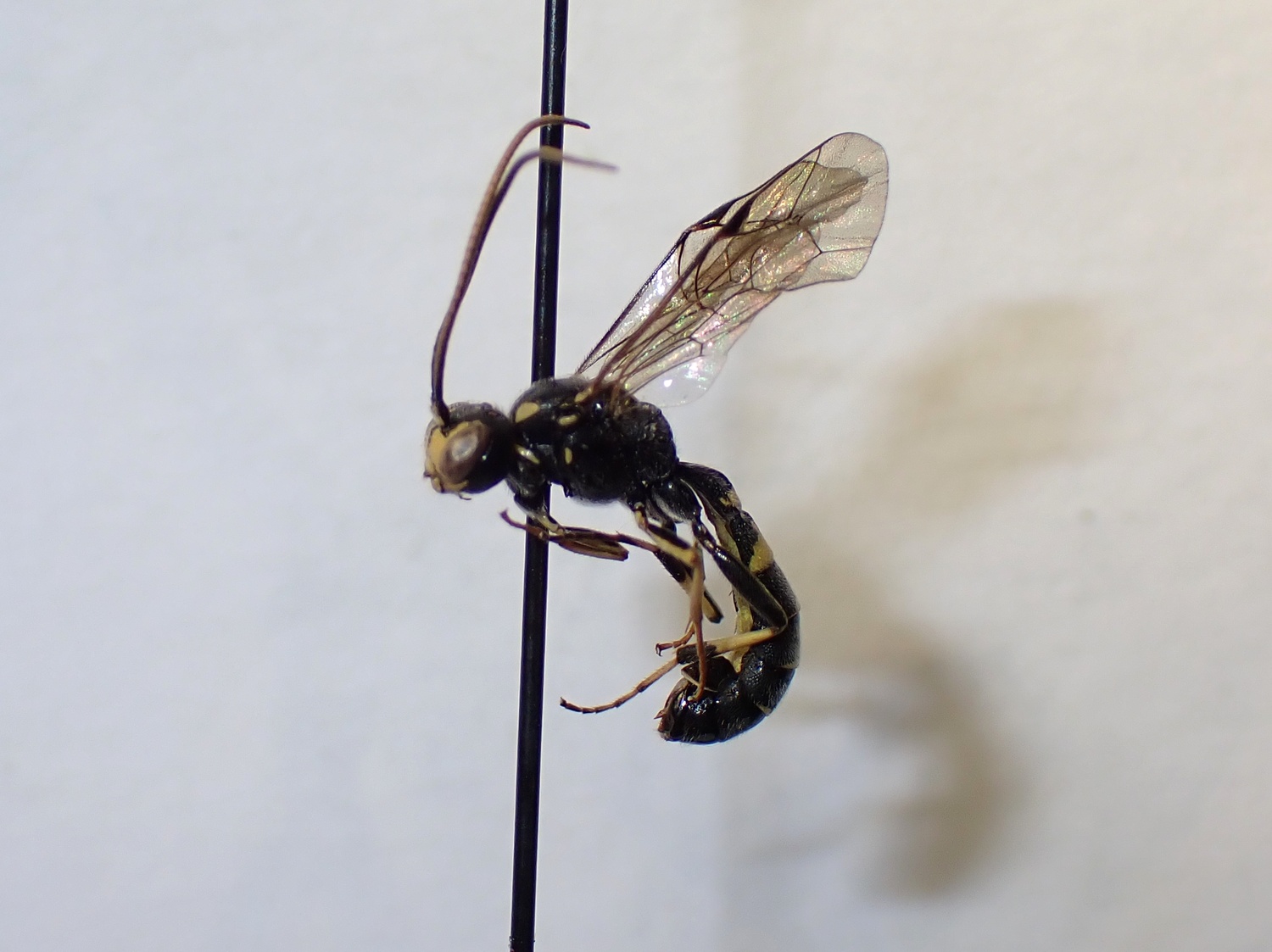 LIUW_26_442, Exenterus amictorius