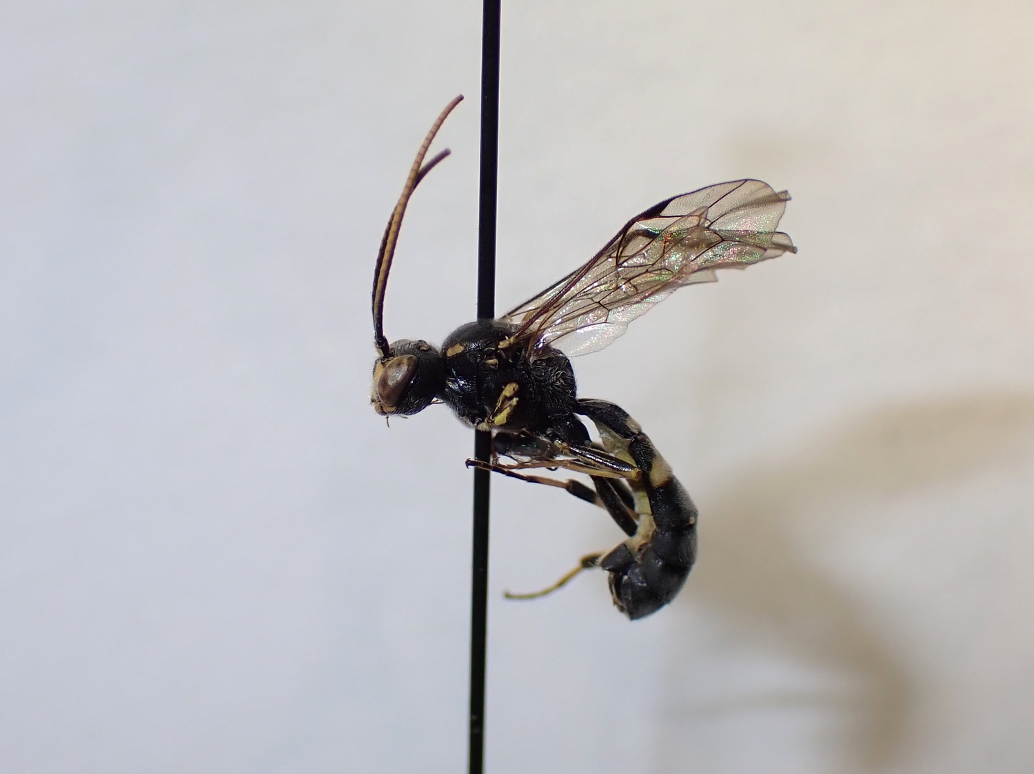 LIUW_26_443, Exenterus amictorius