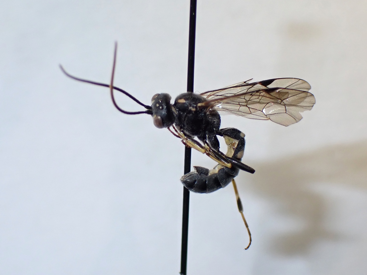 LIUW_26_444, Exenterus amictorius