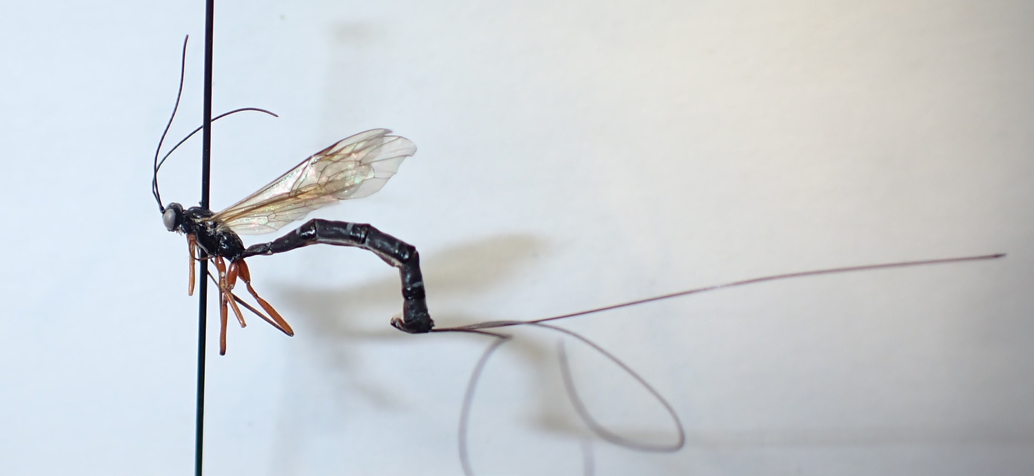 Townesia tenuiventris