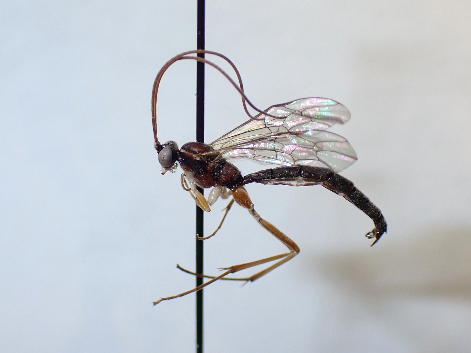 Teleutaea brischkei