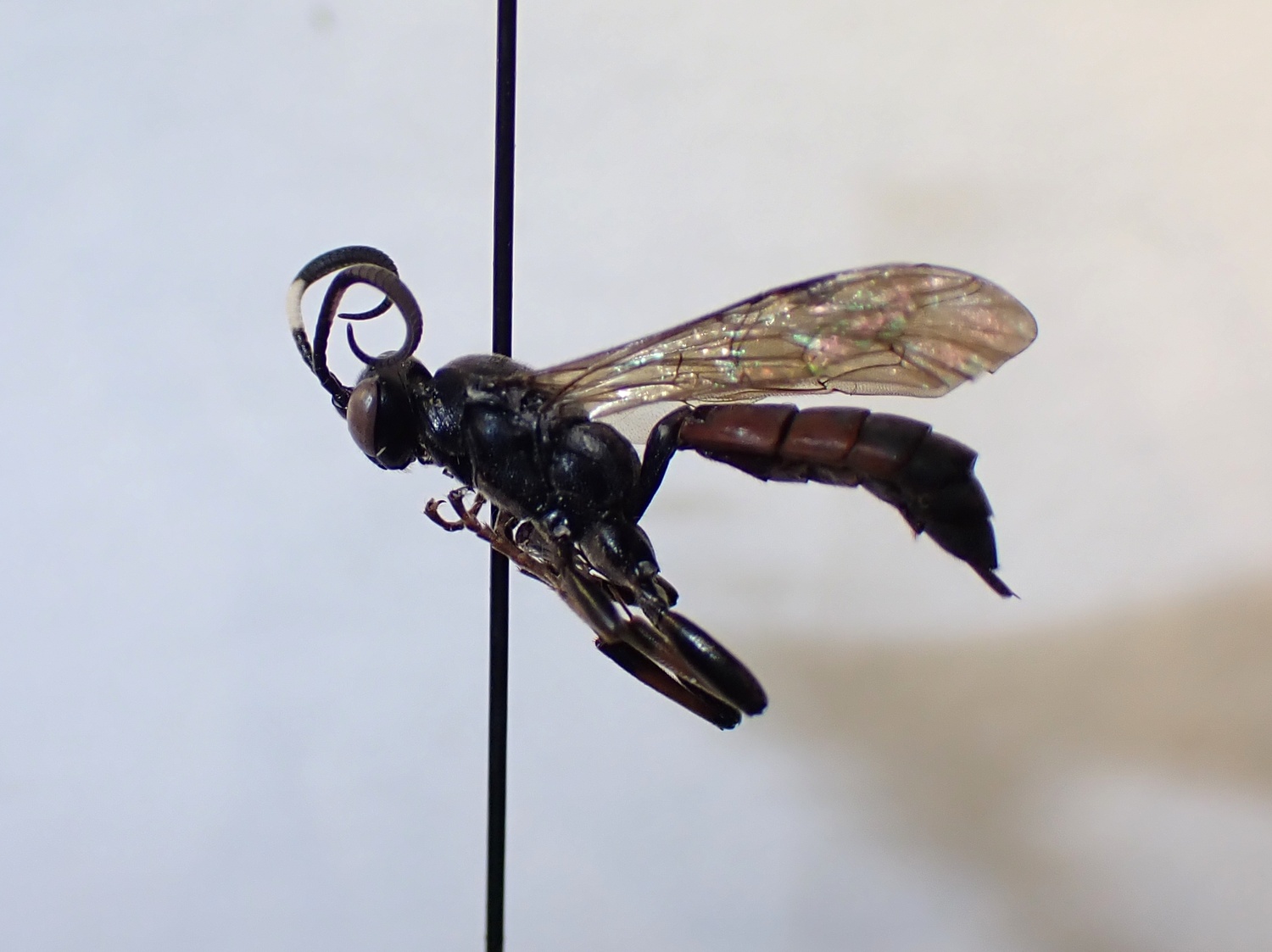Coelichneumon haemorrhoidalis