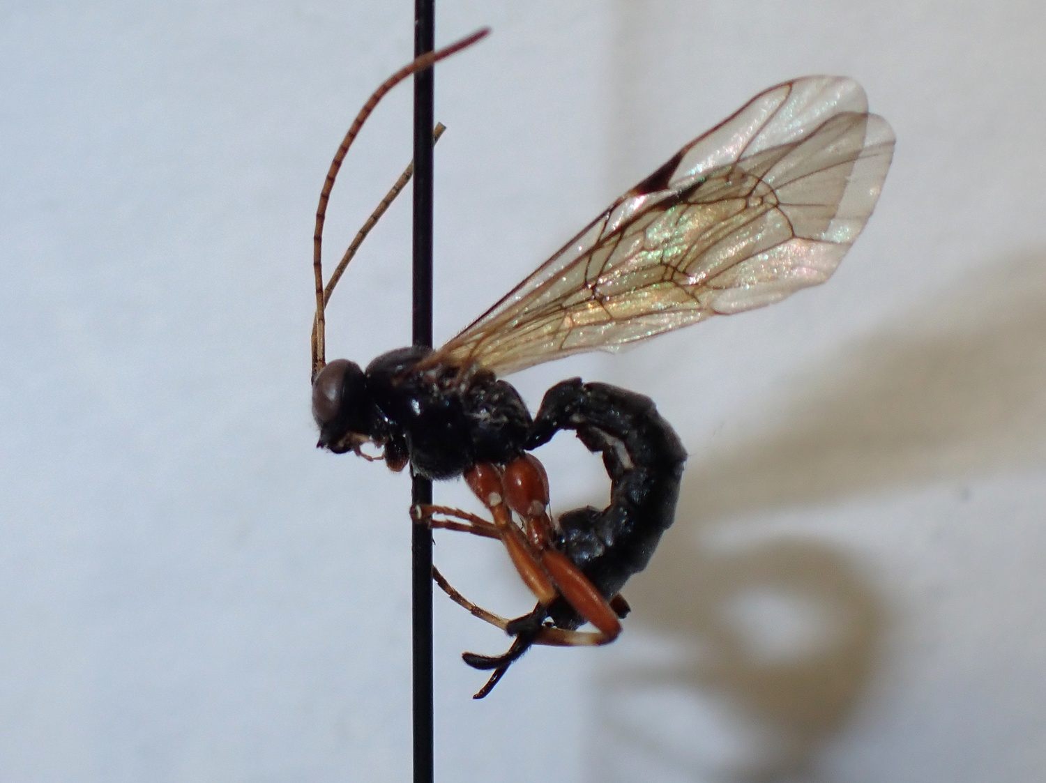Apechthis quadridentata