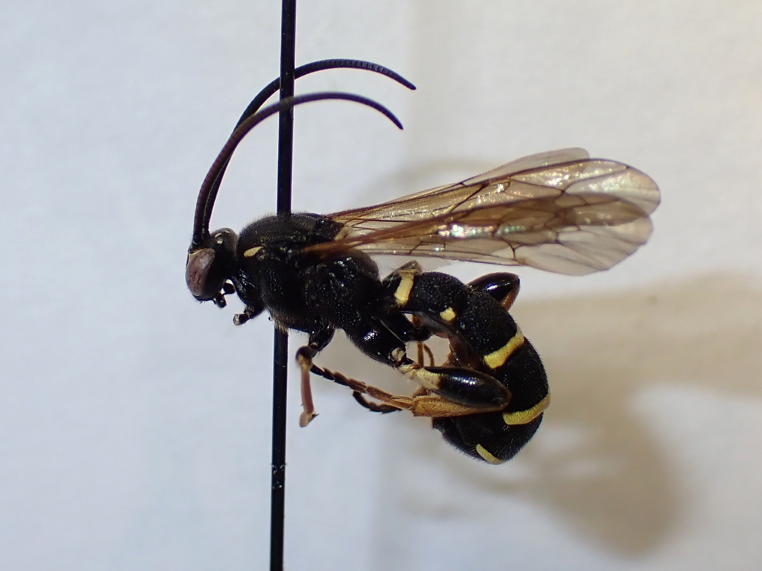 Metopius sp.