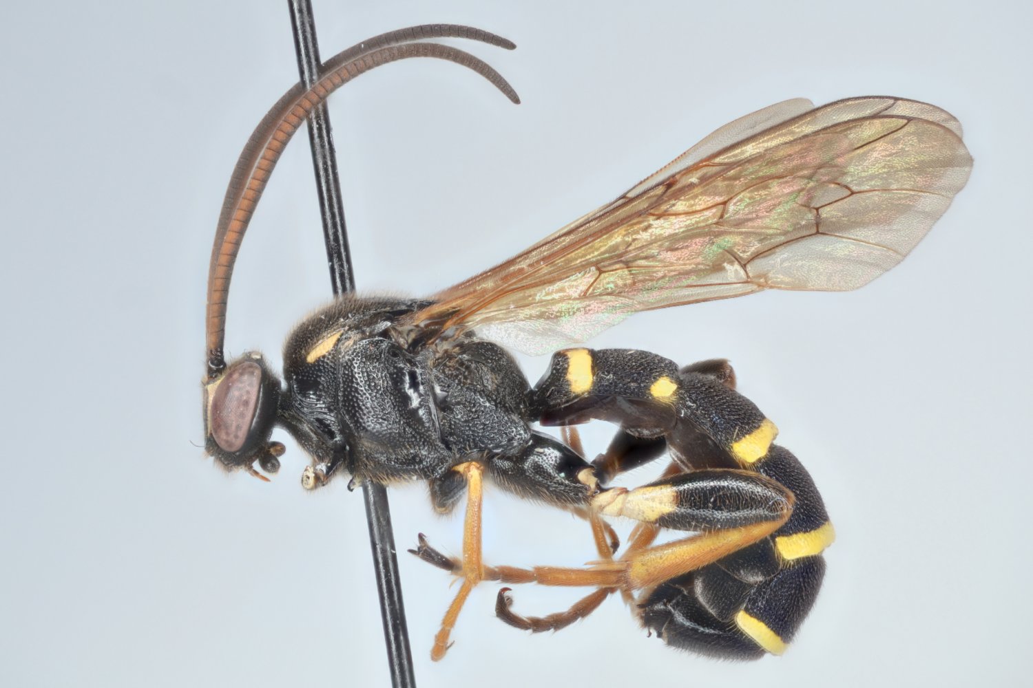 Metopius leiopygus