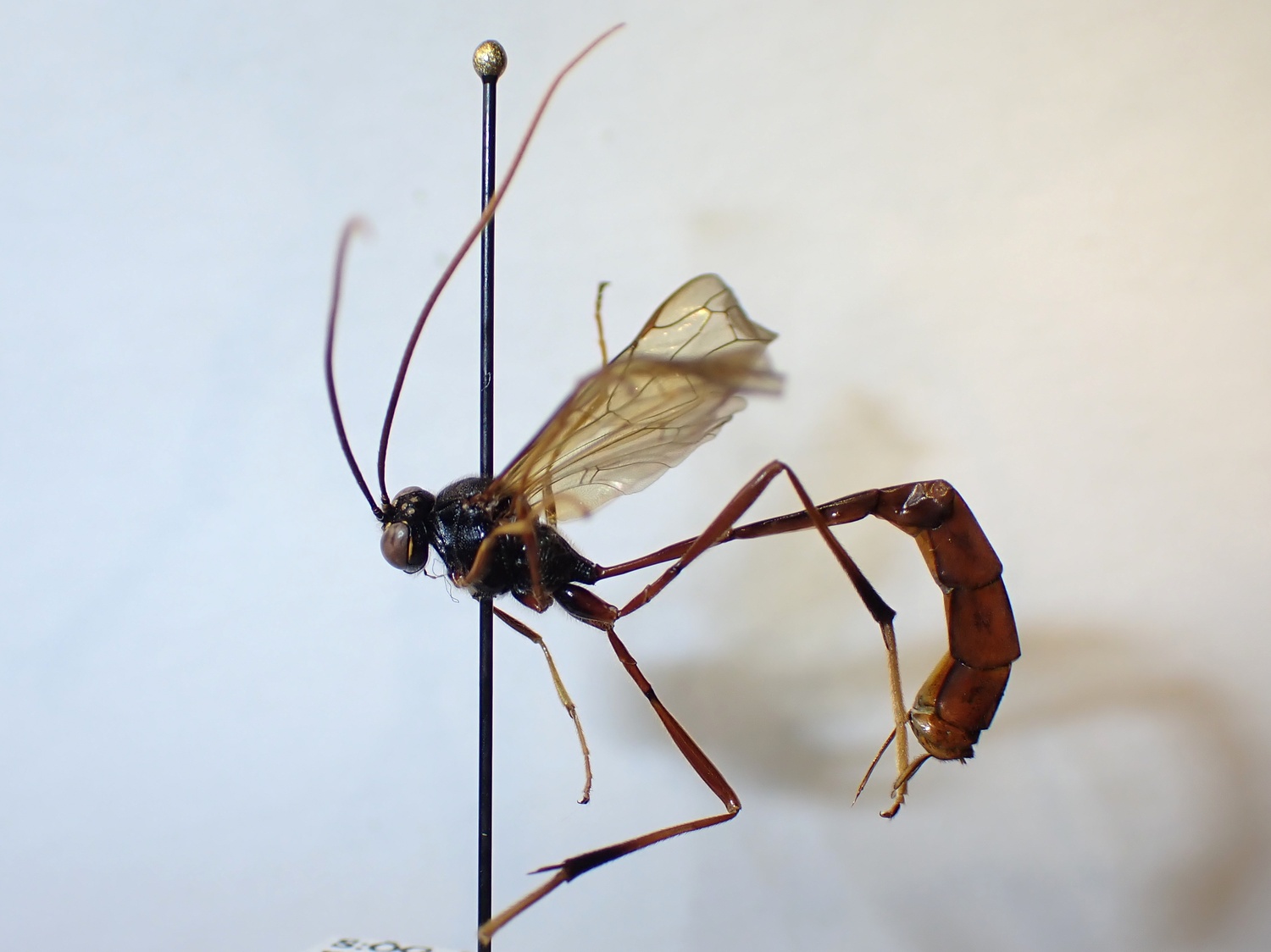 Heteropelma amictum