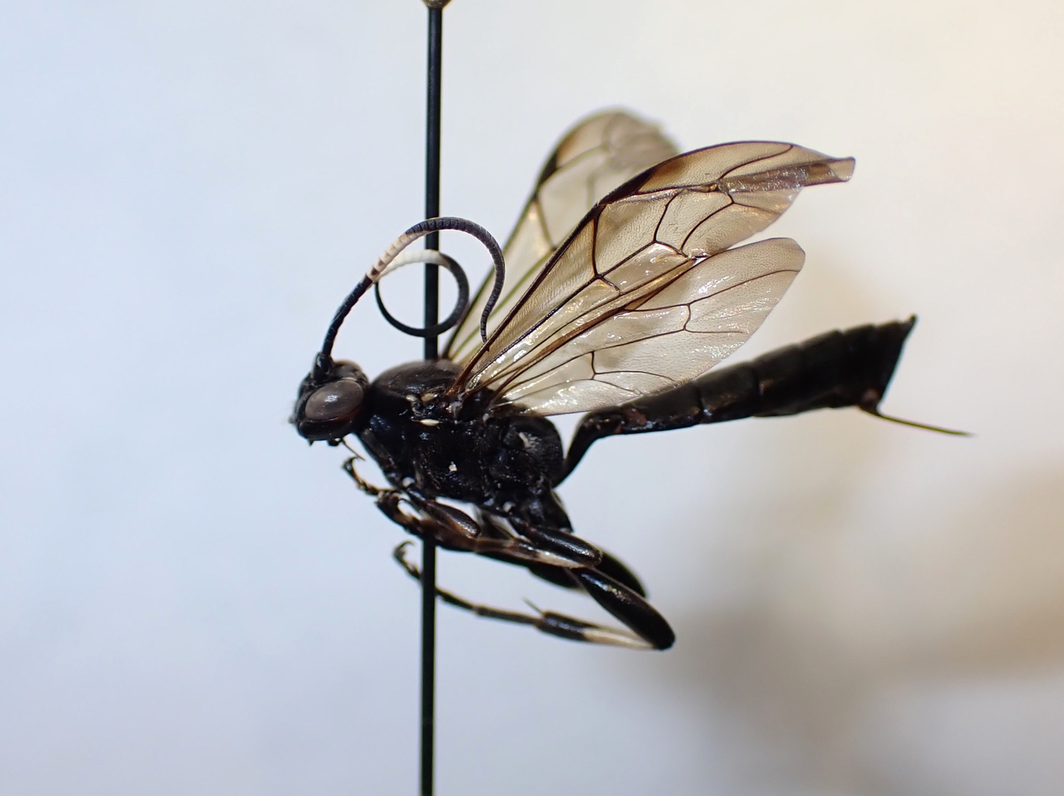 Eupalamus sp.