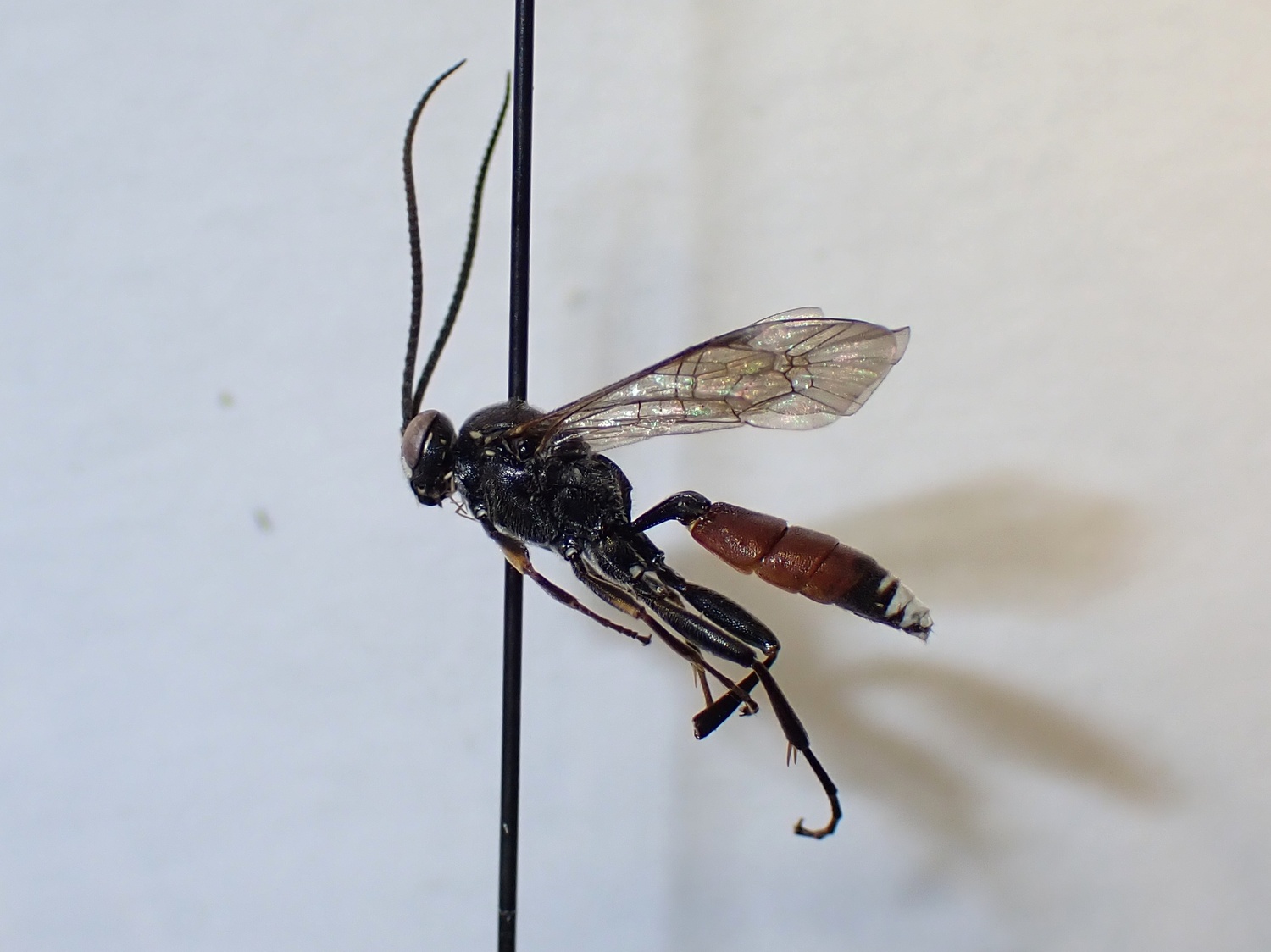 Virgichneumon tergenus
