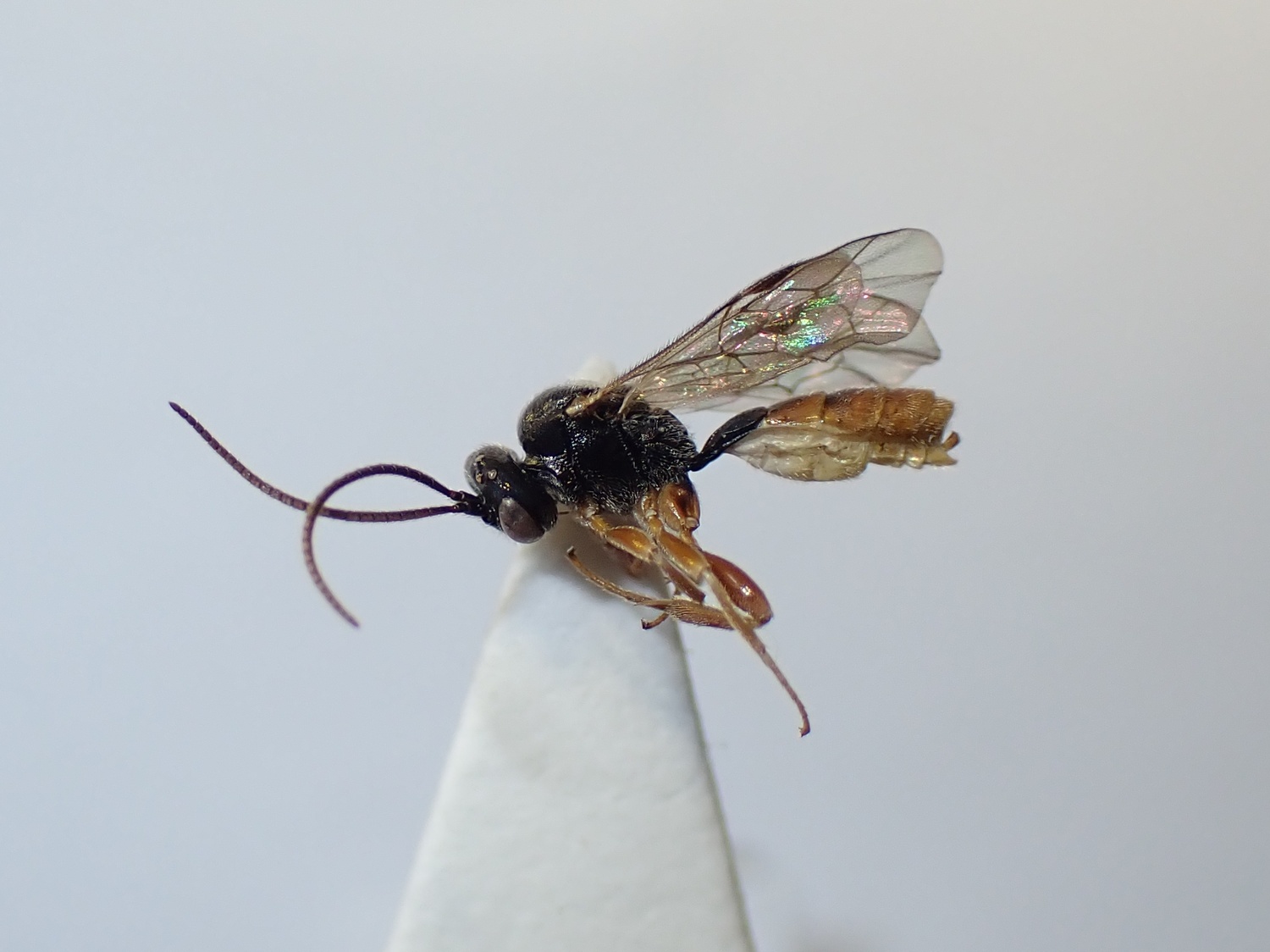Erromenus sp.