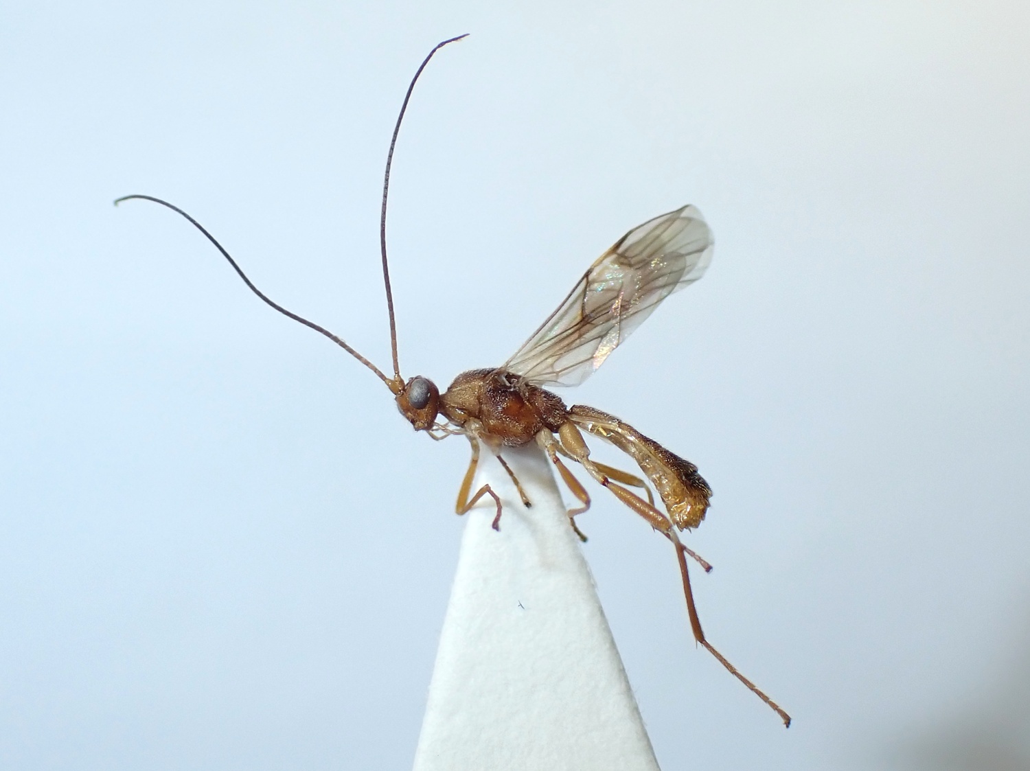 Heterogamus sp.