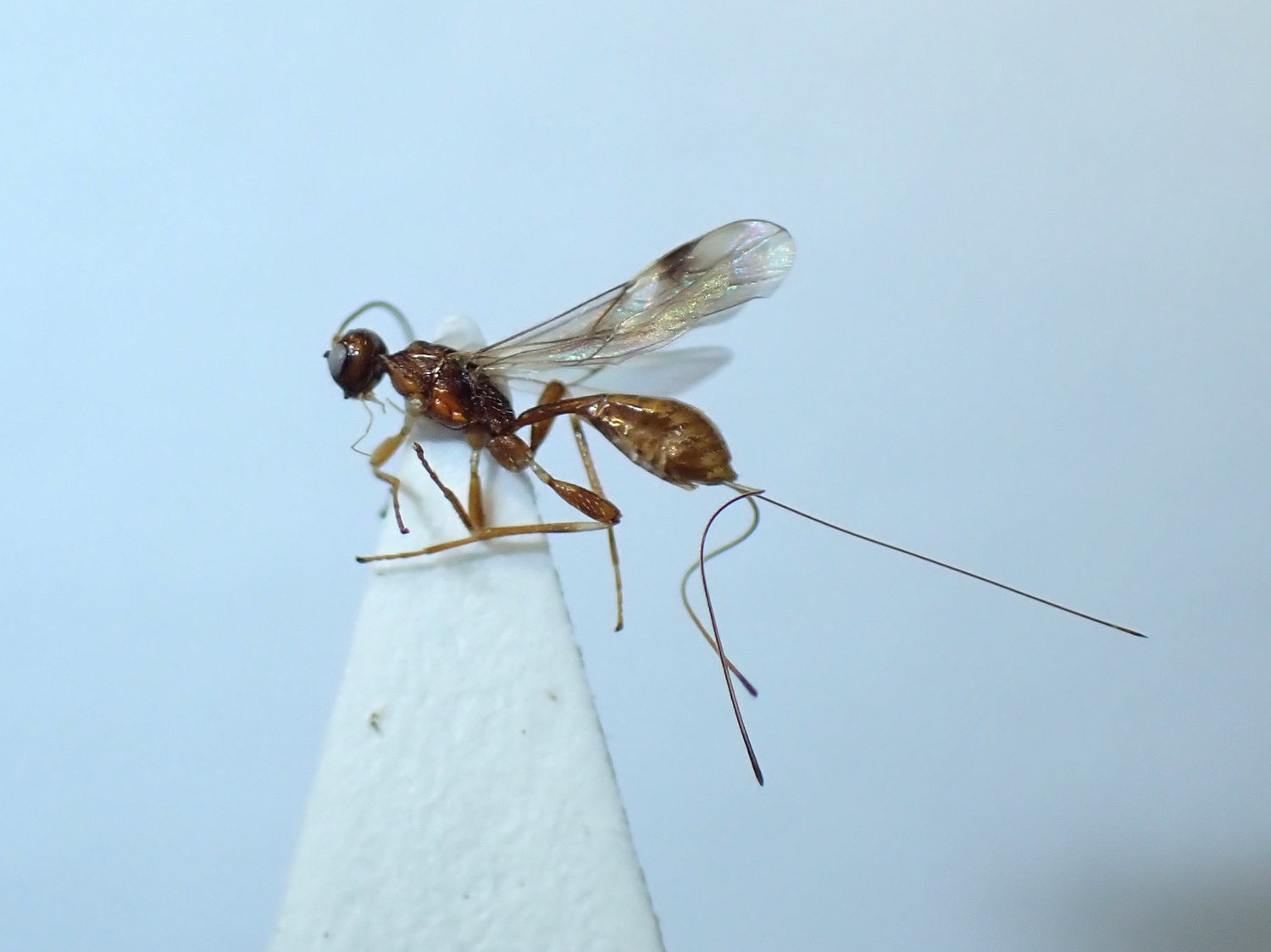 Spathius sp.