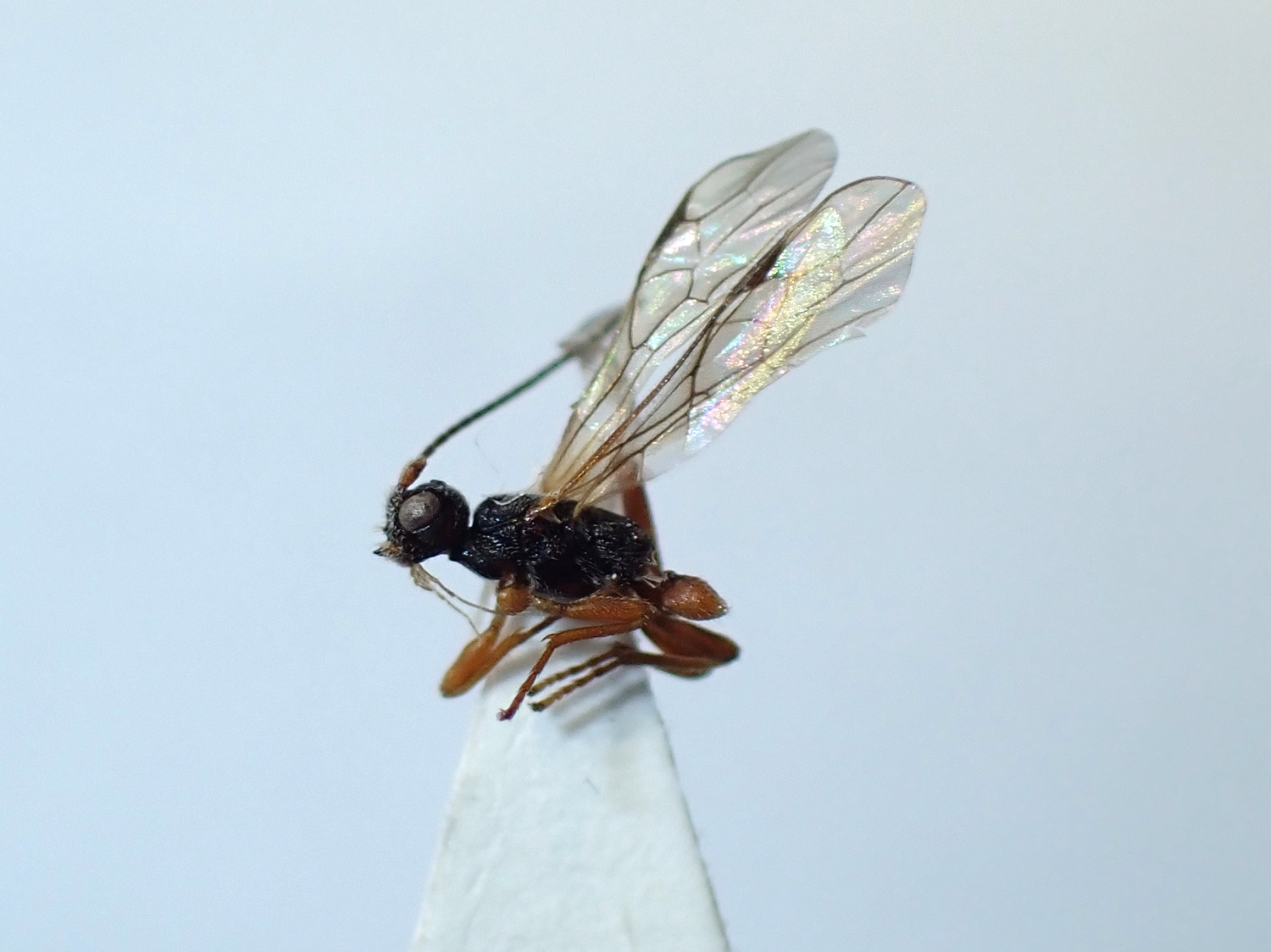 Ontsira sp.