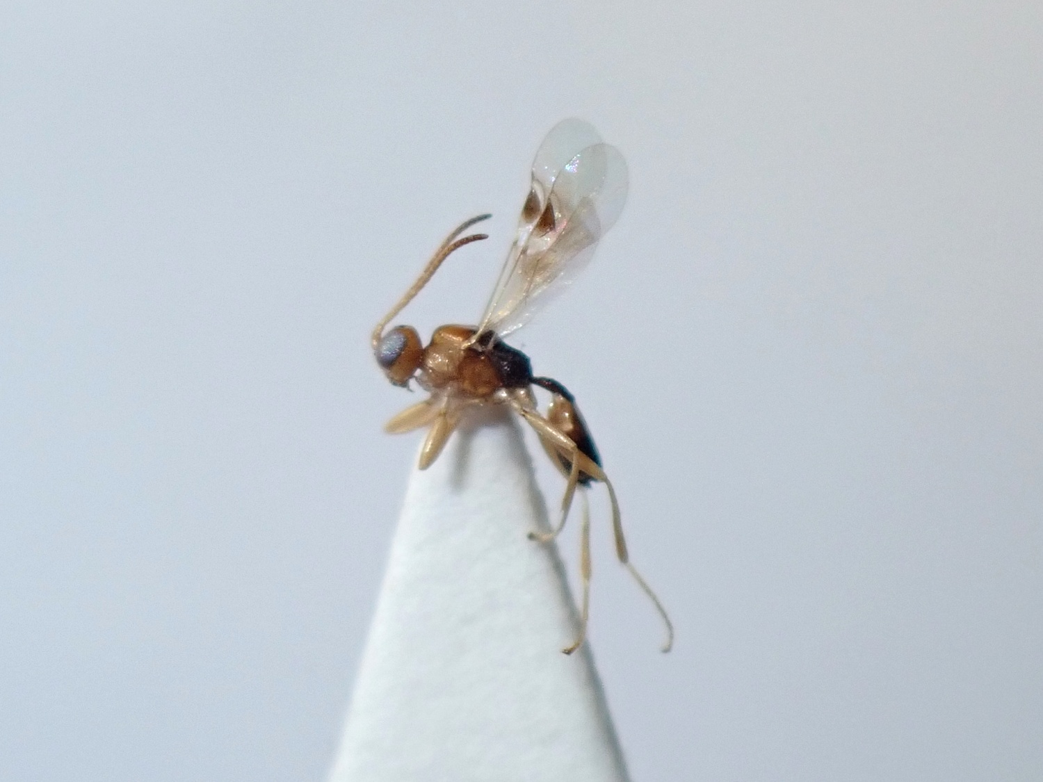 Leiophron apicalis
