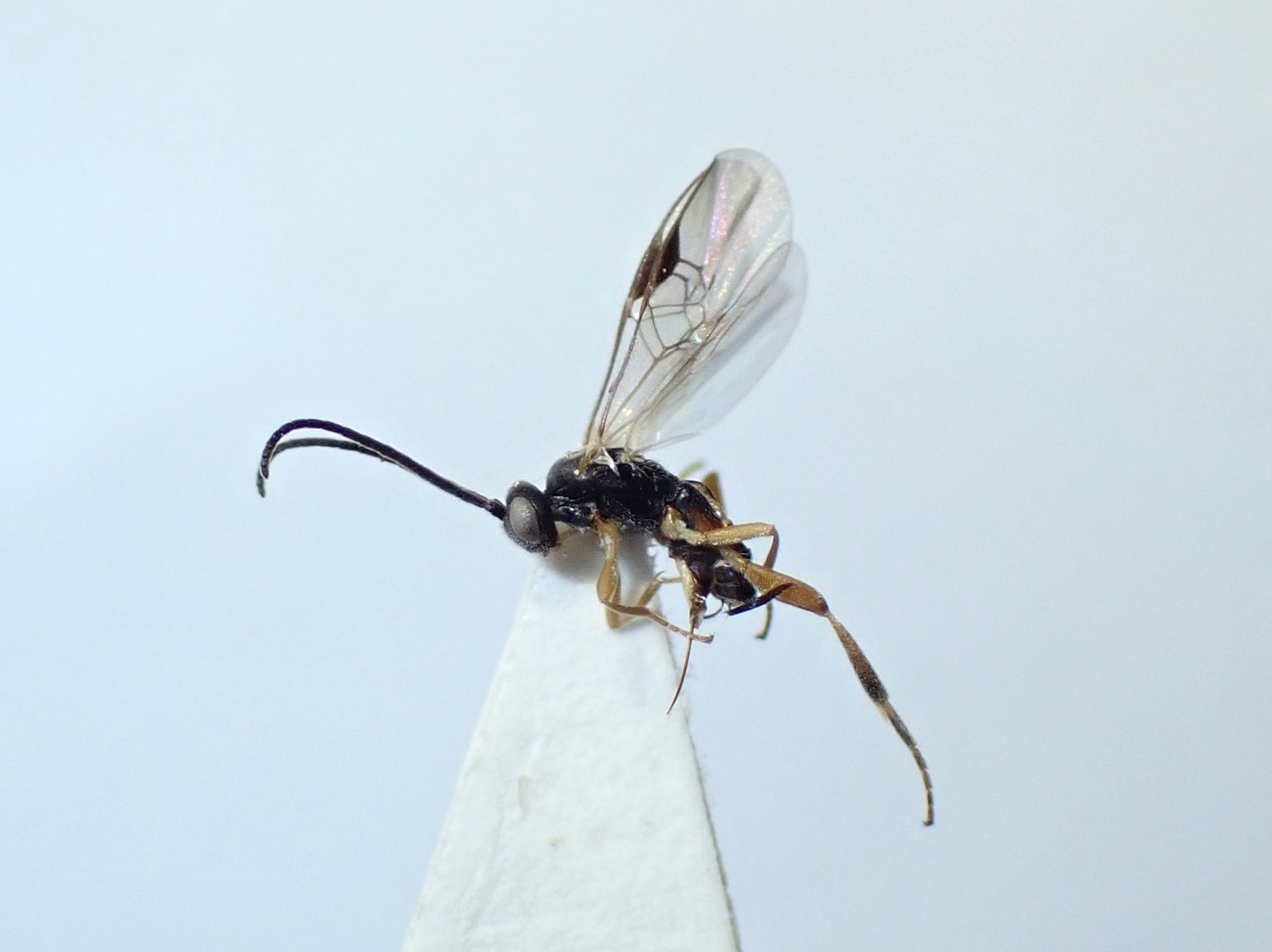Choeras parasitellae