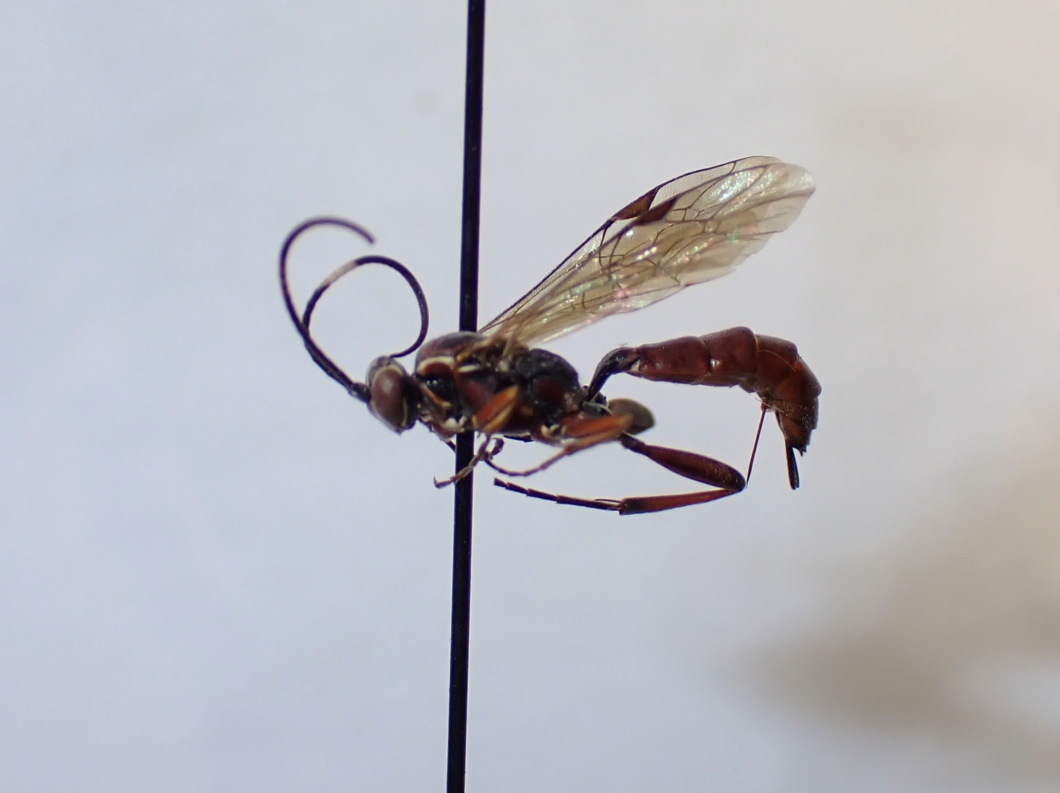 Stenaoplus sp.