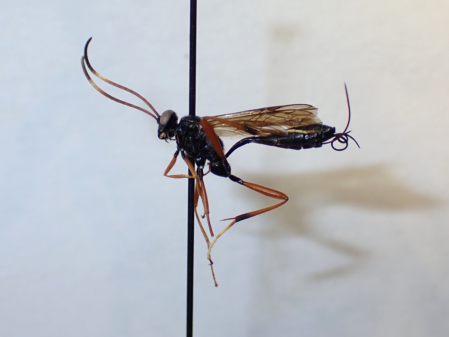 Acroricnus stylator