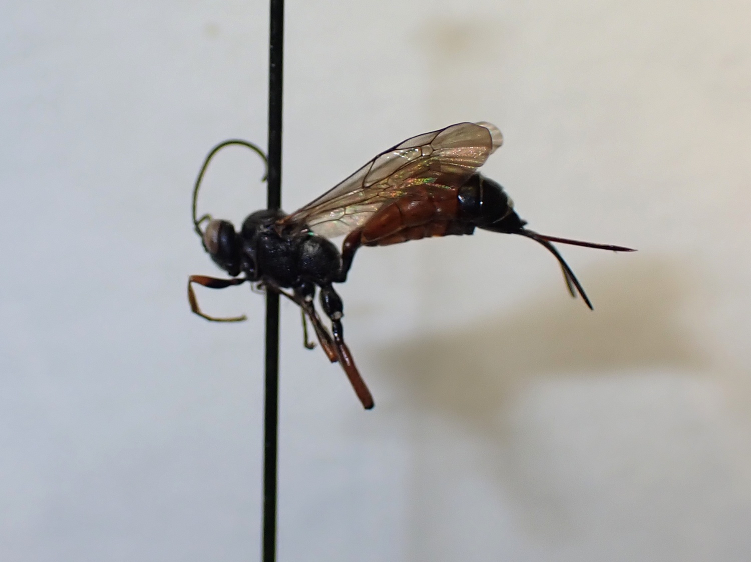 Aritranis sp.