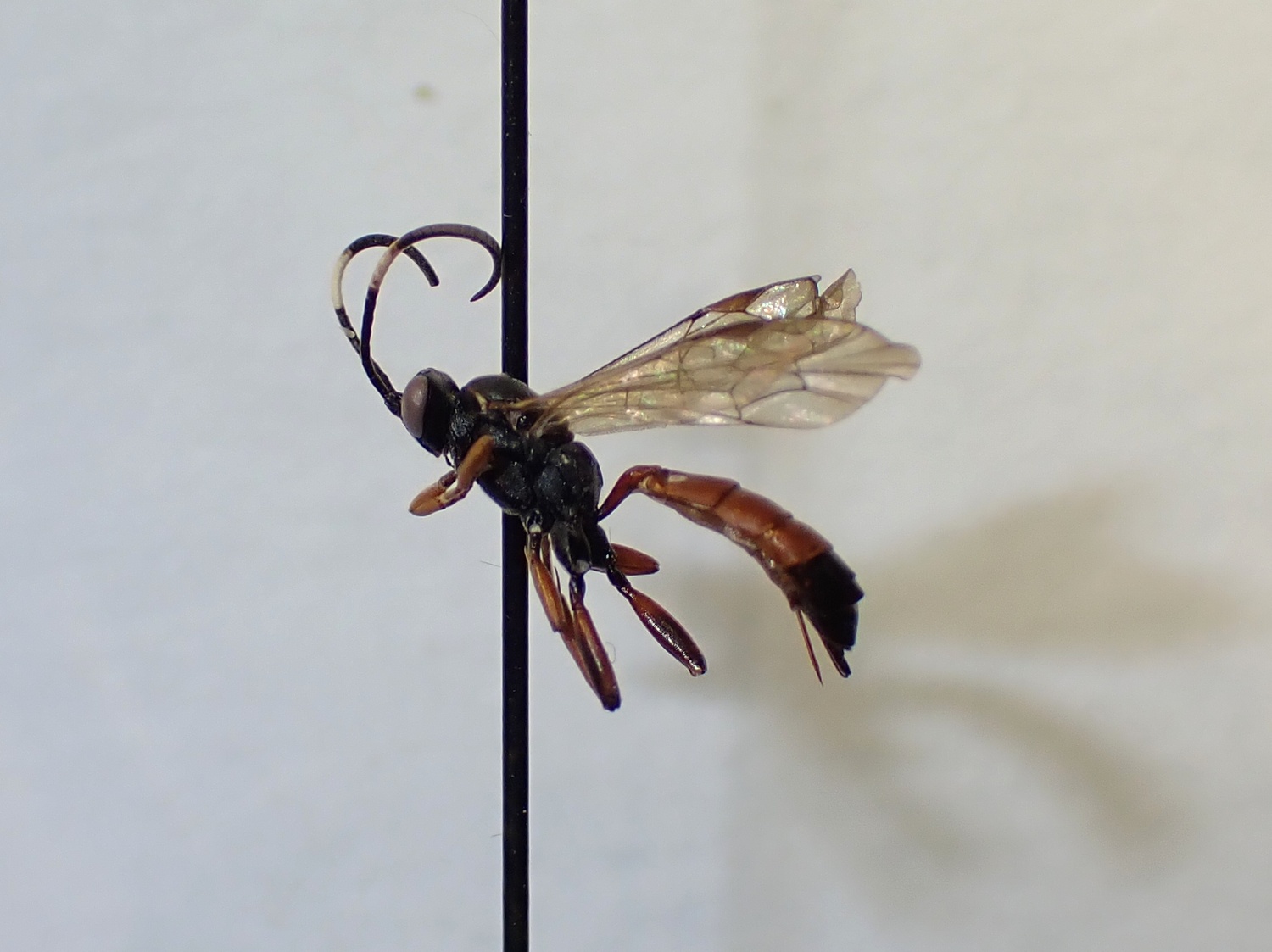 Aoplus sp.