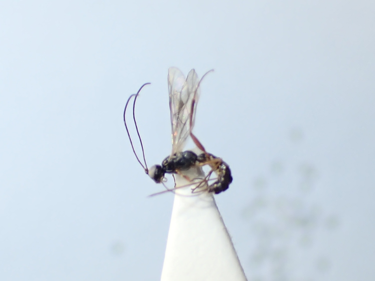Micromonodon sp.