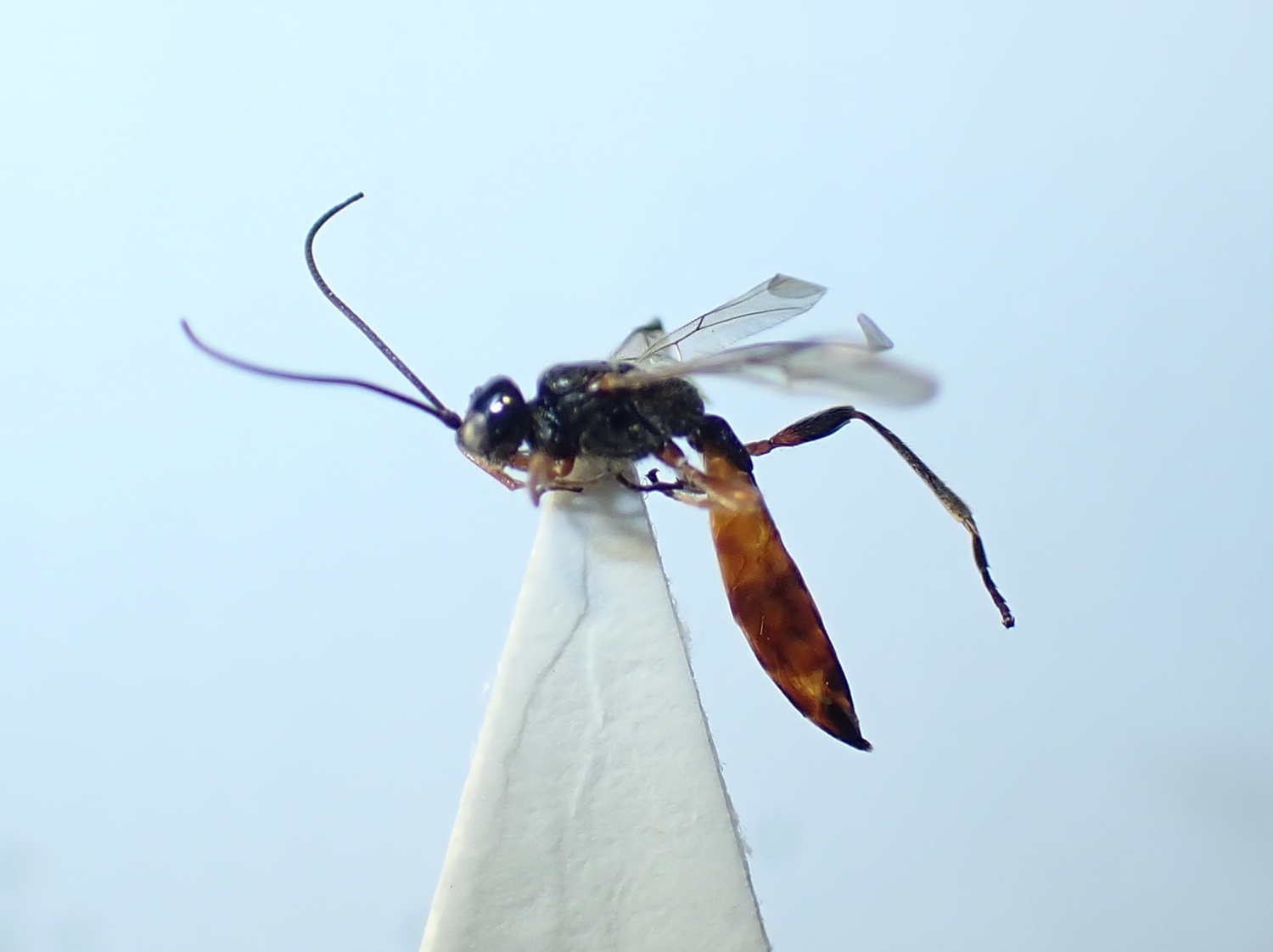 Coelinius parvulus